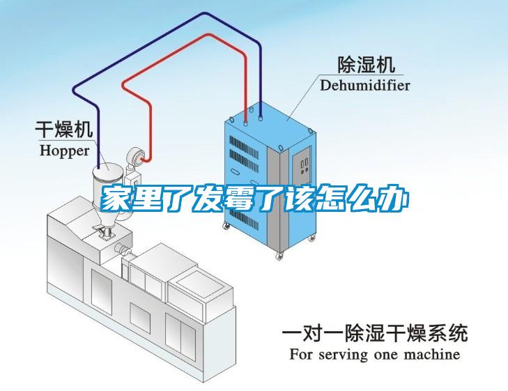 家里了发霉了该怎么办