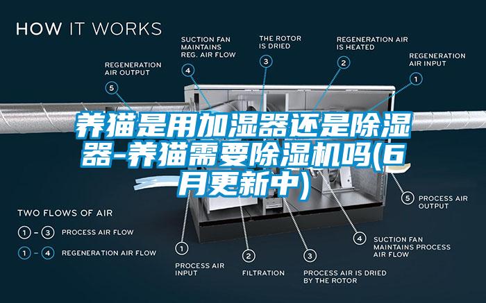 养猫是用加湿器还是除湿器-养猫需要除湿机吗(6月更新中)