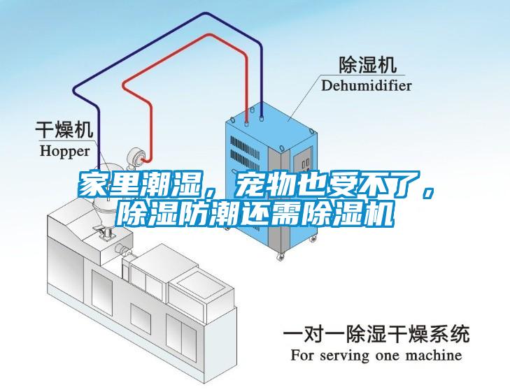 家里潮湿，宠物也受不了，除湿防潮还需除湿机